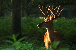 Penn State researcher defends deer antler point harvest