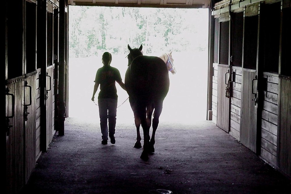 Student walking a horse out of the Penn State Horse barns