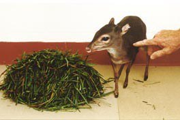 A Blue duiker at home at Penn State.
