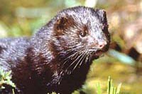 Mink. Photo by Robert Barber, Painet, Inc.