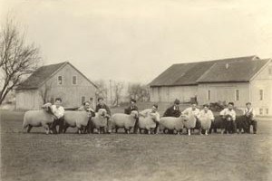 A group of sheep, ready for exhibition, photographed in front of the Old East Barns around 1930.