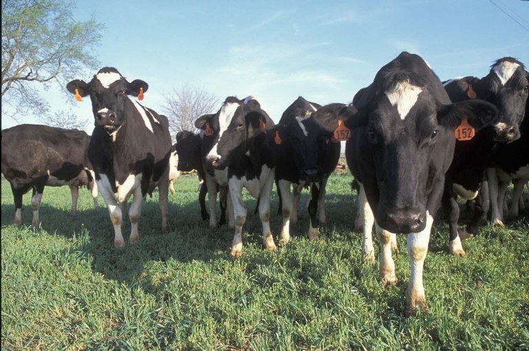 The guidance recognizes that dairy producers are facing a very difficult situation - markets for their milk have dried up and their cows keep making milk. IMAGE: U.S. DEPARTMENT OF AGRICULTURE
