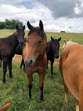 Equine Science Program's Legacy of Hands-On Learning Continues...Online Horses in a field