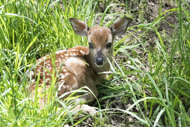 This 4-day old fawn was one of six born over the past weekend at the Penn State Deer Research Center. The annual fawning season is normally the last two weeks of May with the peak-time for births being around Memorial Day.