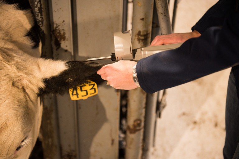 A Holstein steer gets a hormone implant in its ear.