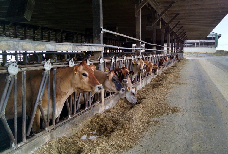 For Pennsylvania's dairy industry to pull through, it must figure out a way to lower the cost of production and improve, enhance and expand local and regional food networks.IMAGE: PENN STATE