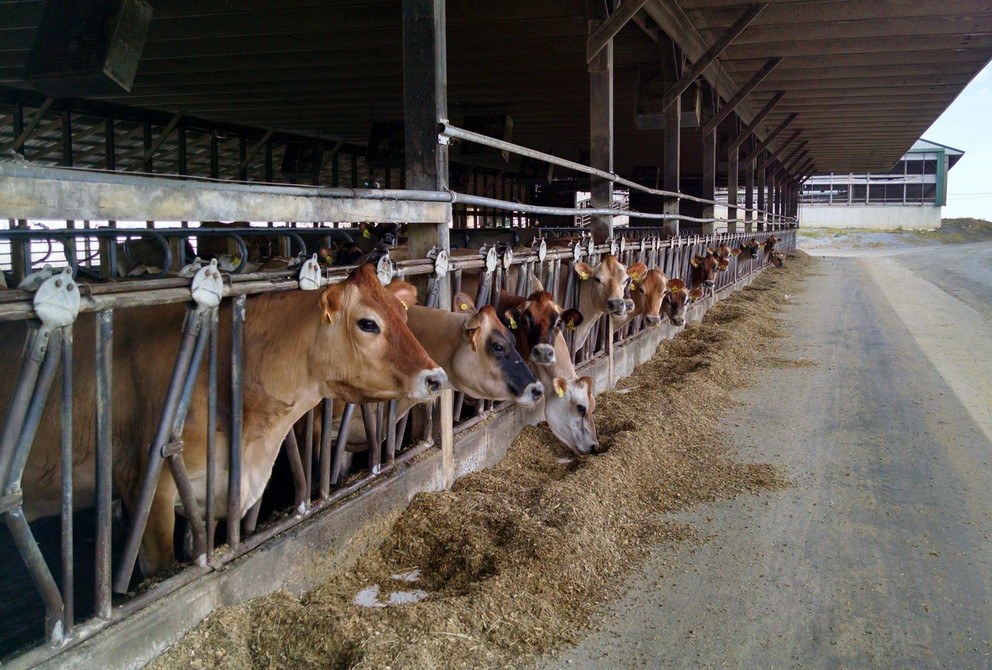 Pa. dairy industry has future, despite shrinkage, damage from COVID-19 outbreak For Pennsylvania's dairy industry to pull through, it must figure out a way to lower the cost of production and improve, enhance and expand local and regional food networks.IMAGE: PENN STATE