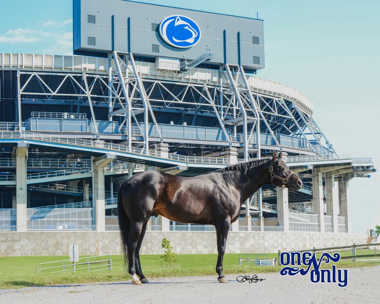 The outstanding Quarter Horse stallion, One N Only (Uno), has been donated to Penn State University by Anthony and Christina Curiale, Hidden Lake Farm, New Jersey.  Photo courtesy of Ashleigh Egan, AE Photography