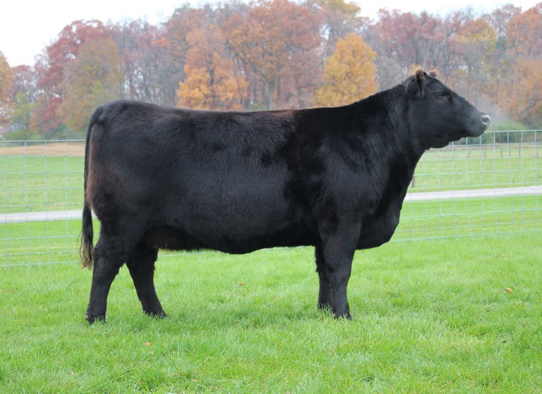 Lot 1 in the Penn State Online Beef Production Sale is P S Playmate 749 225.