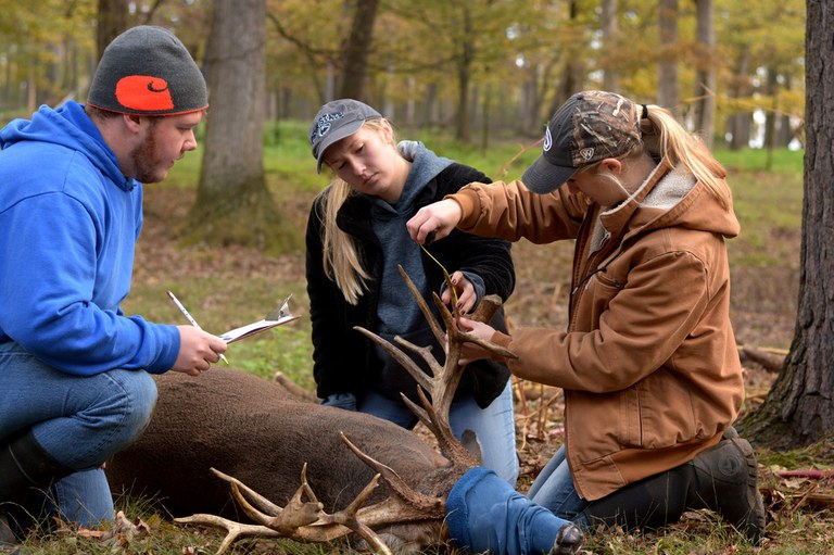 General health care is a big part of the students’ work at the Penn State Deer Research Center. Here, Joey Dell, Kayla Schlichting and Maddy Schneider take antler measurements on a sedated buck during fall vaccinations. Penn State Image