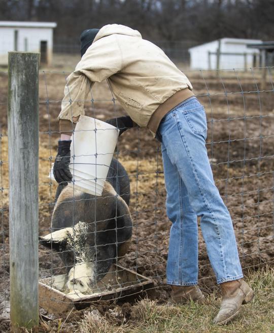 Eli Baker (senior - agricultural systems and management) feeds the pigs on the grounds of the Penn State Swine Center on Wednesday, February 12, 2020