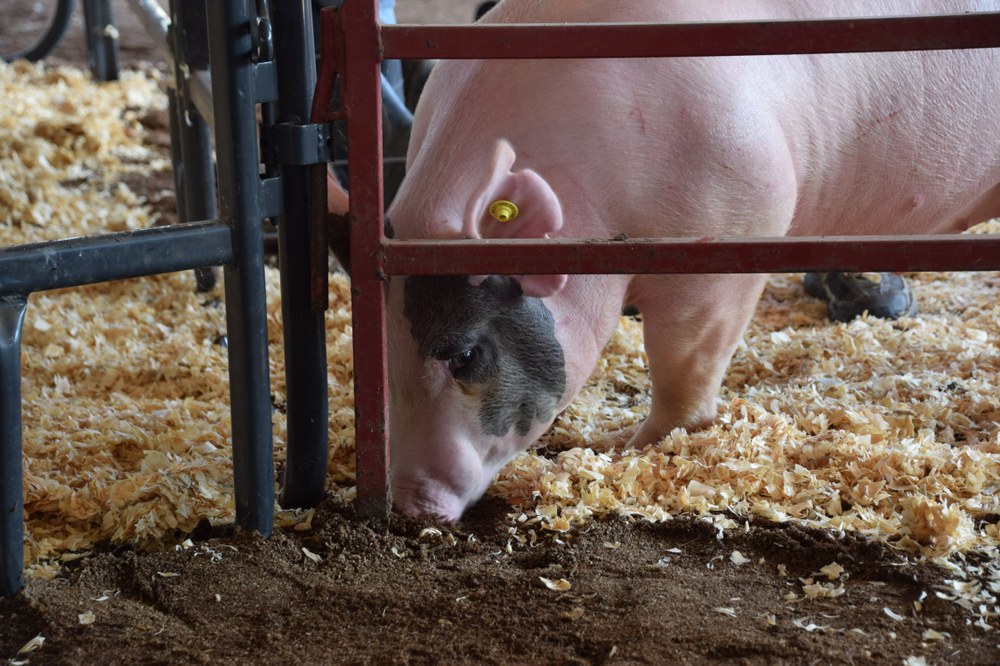 Clover Pride 4-H
