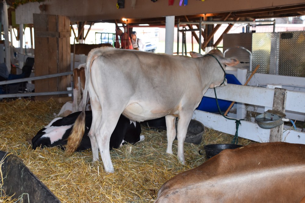 Friendly Moo Moo's
