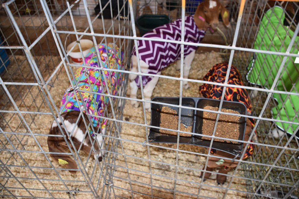 Friends Cove Livestock