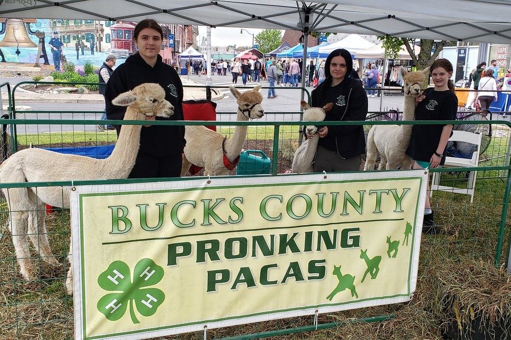 4-H Pronking Pacas Club at Arts Alive Bucks County 4-H Pronking Pacas members at Arts Alive