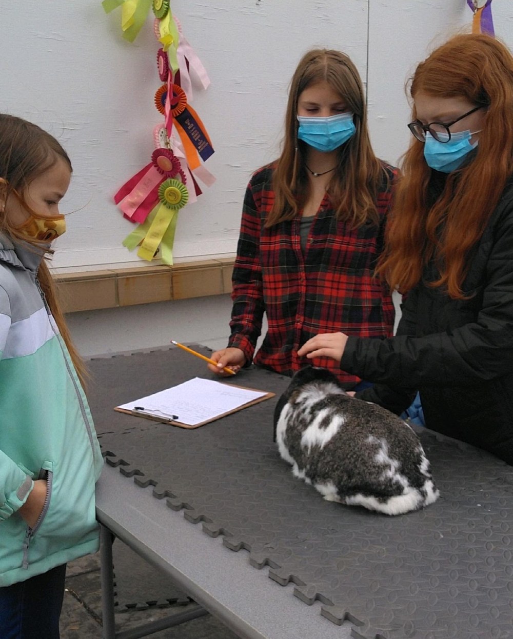 Bucks County 4-H Rabbit/Cavy Fun Show 4-H Ambassadors Eva, Tara, Addison, and Frances helped with running the show and handing out ribbons.