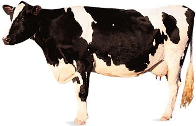 Dairy Clubs