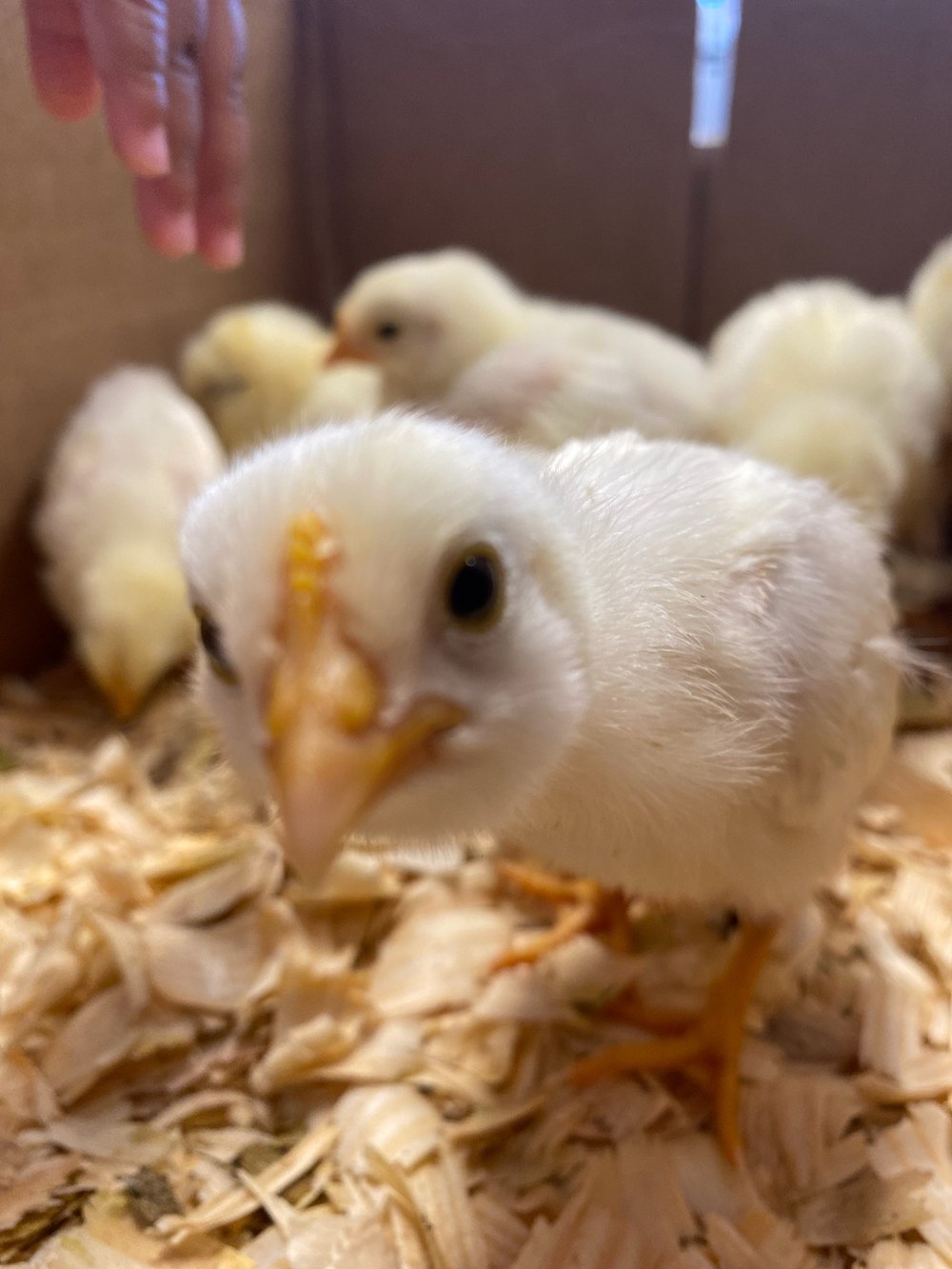Birds & Bunnies 4-H Club
