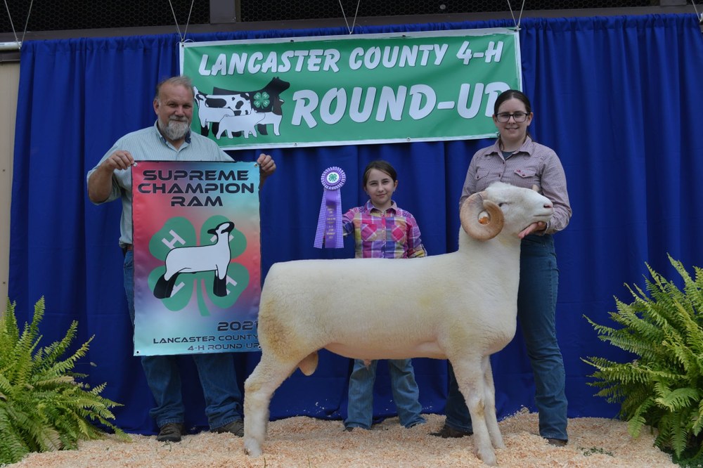 Lancaster 4-H Woolies Club Round Up Results Supreme Champion Ram - Emma Oberholtzer