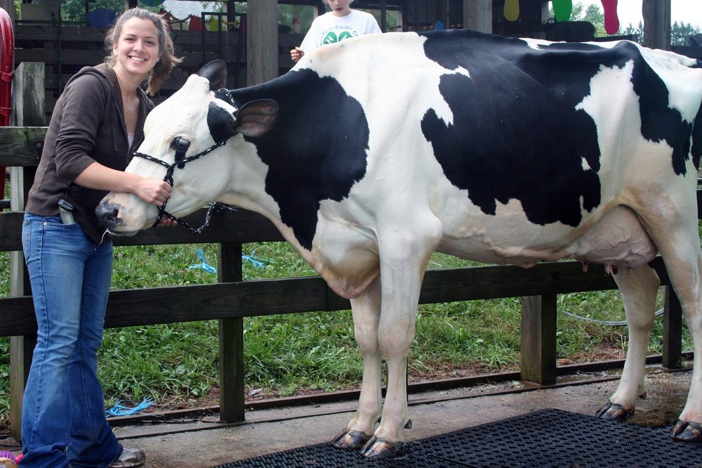 Dairy Club
