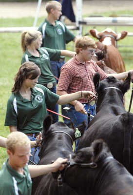 Beef (breeding beef and steers)