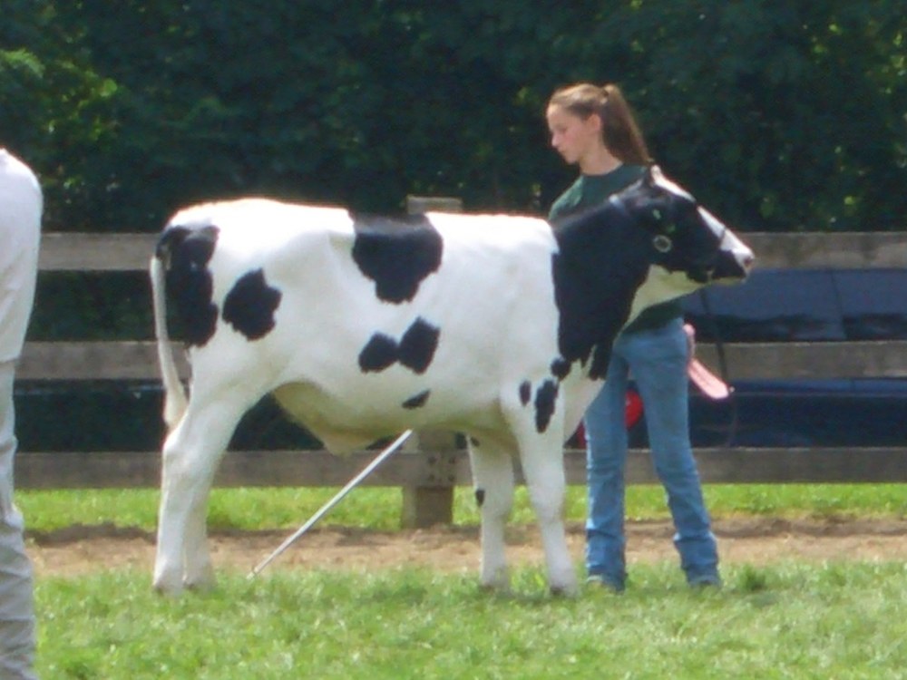 Dairy Club (dairy cows and more!)