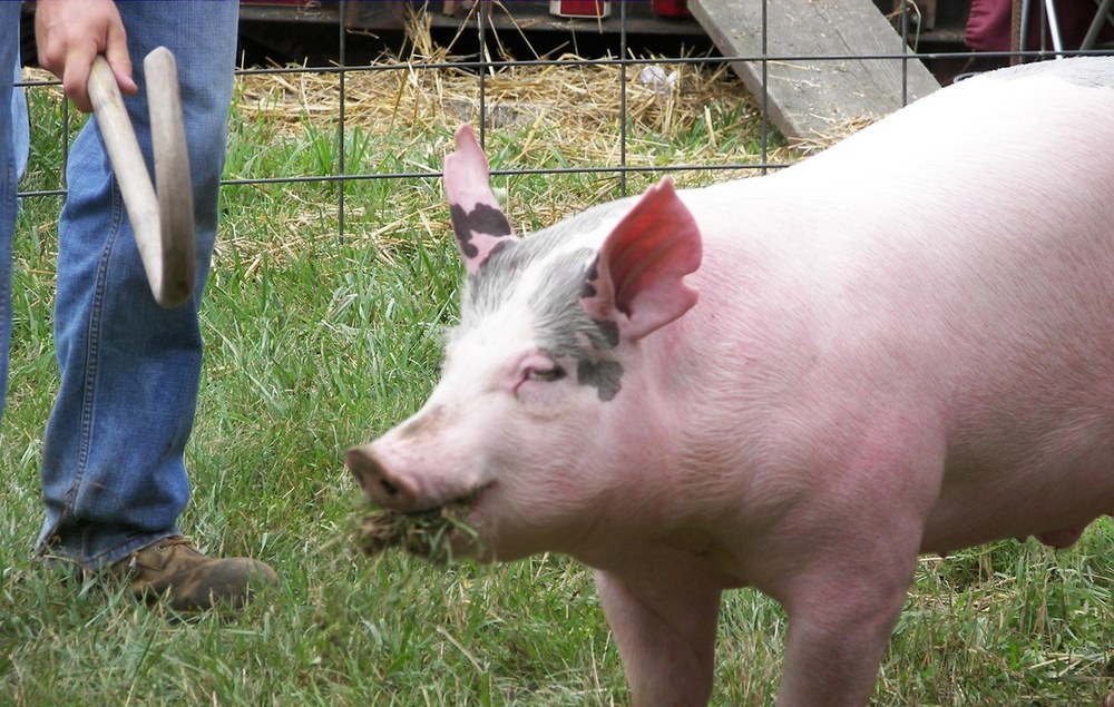 Market Swine