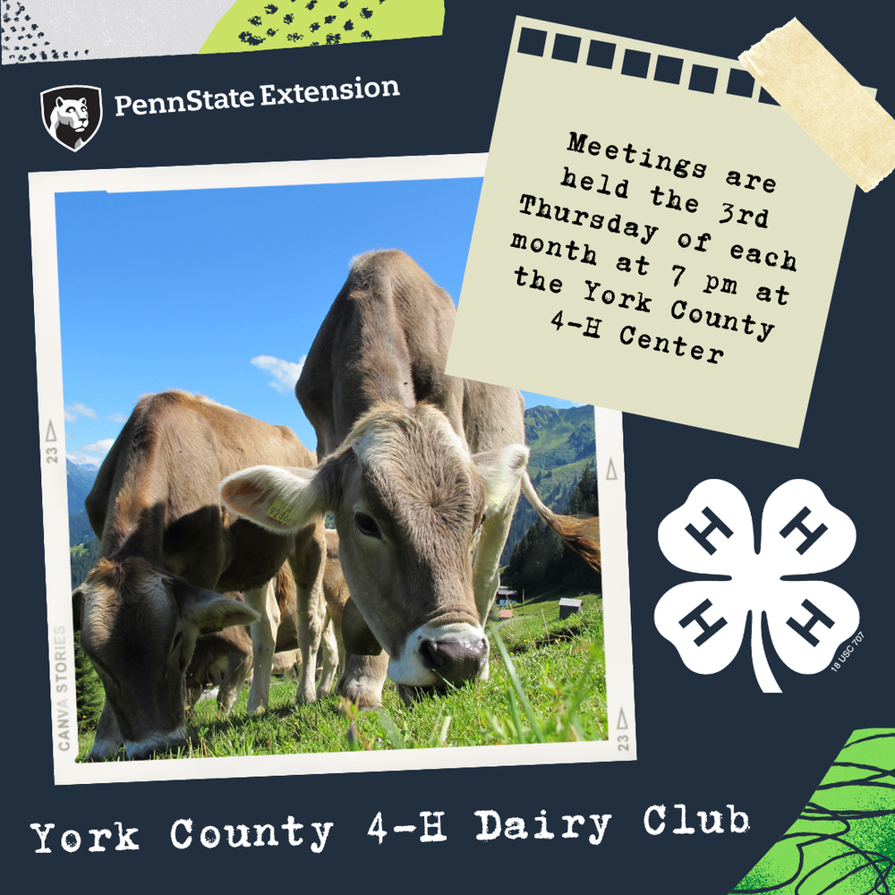 The York County 4-H Dairy Club is Gearing Up to Start its 2022 Year! A picture of cows with information on York County 4-H Dairy Club meetings.