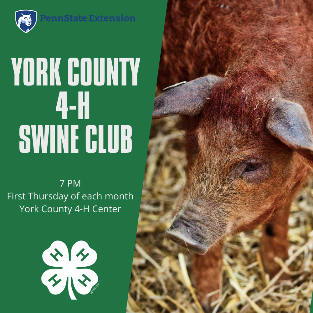 York County 4-H Swine Club Preparing for 2021-2022 Club Year A picture of a pig with information on York County 4-H Swine Club meetings.