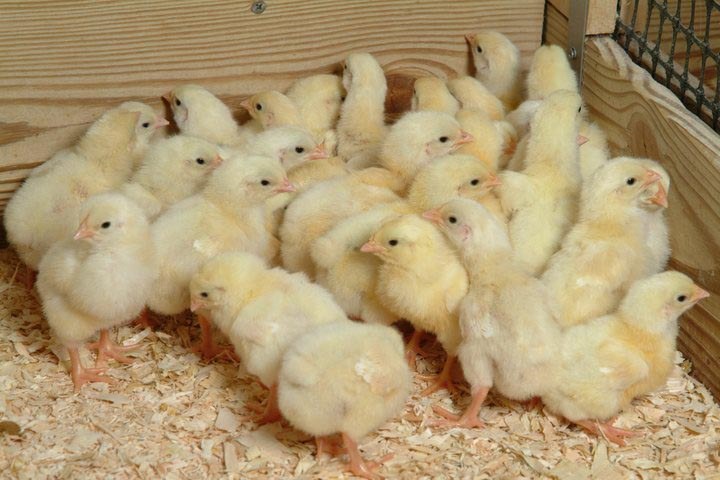 Pennsylvania 4-H Embryology Project
