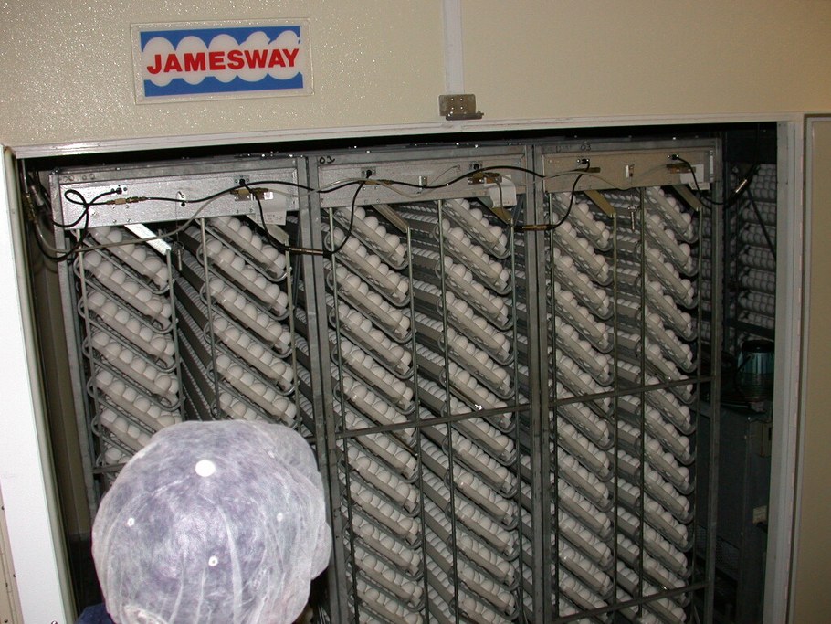 incubator