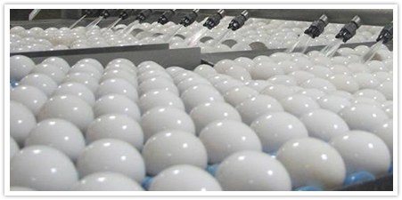 image of chicks hatching