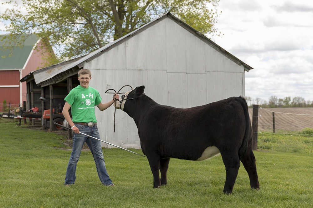 Beef Projects