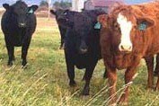 4-H Market Steer Project