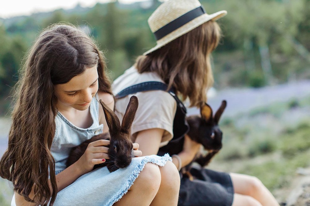 Cavy and Rabbit Projects Photo by Anastasia Shuraeva from Pexels