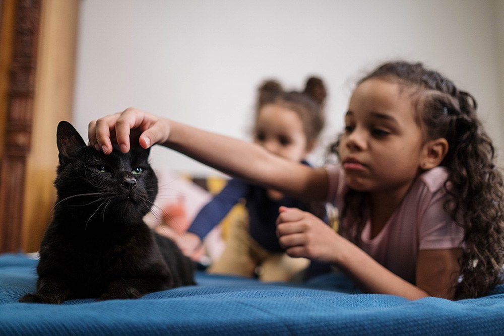 Companion Animal Projects Photo by cottonbro from Pexels