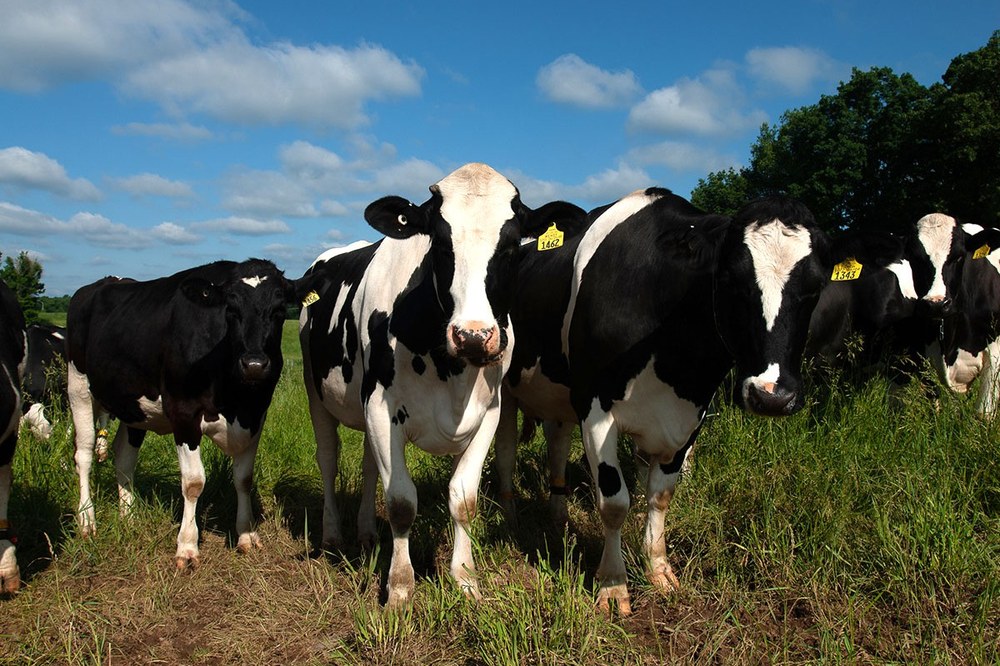 Dairy Projects
