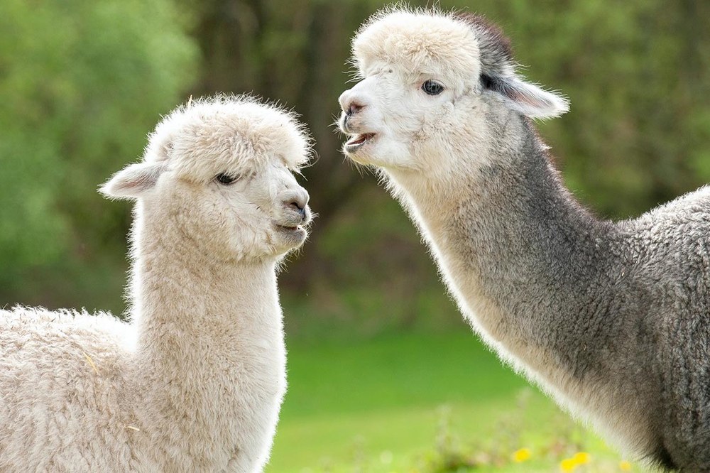 Llama and Alpaca Projects Photo by David Atkins from Pexels