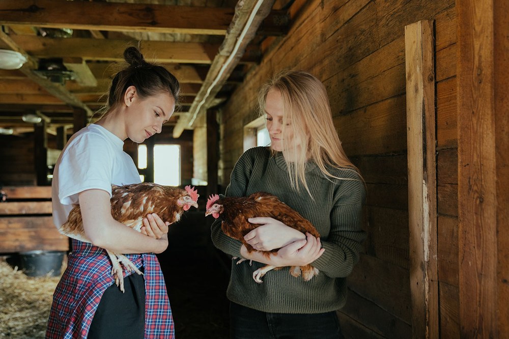 Poultry Projects Photo credit by cottonbro from Pexels