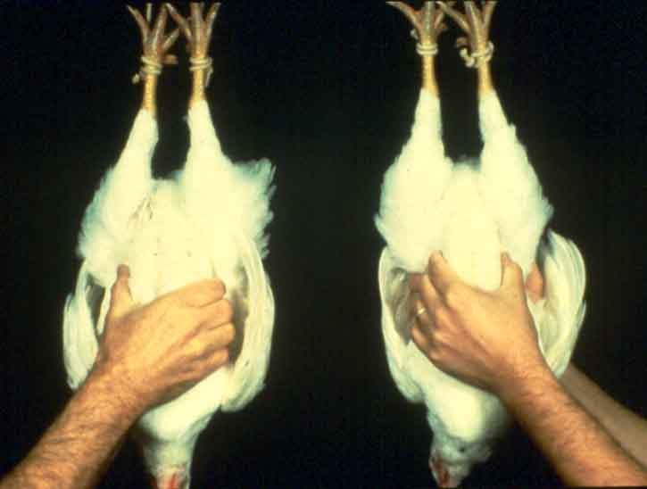 Market Poultry Pen Factsheets