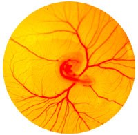 Physiological Processes within the Egg