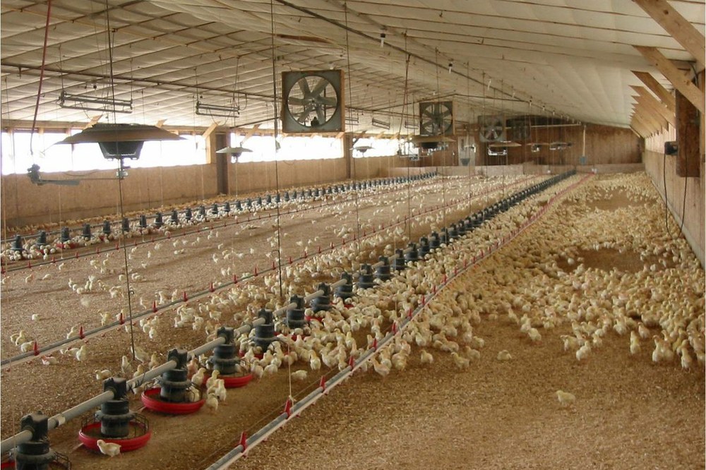 Commercial Poultry