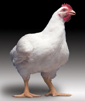 Modern Meat Chicken Industry