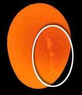 Cracked will not hatch and will help increase the amount of bacteria infections in your incubator.