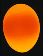 This egg has a large air cell and defined yolk.  Setting this type of egg  will greatly decrease hatch.