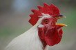 The Rooster