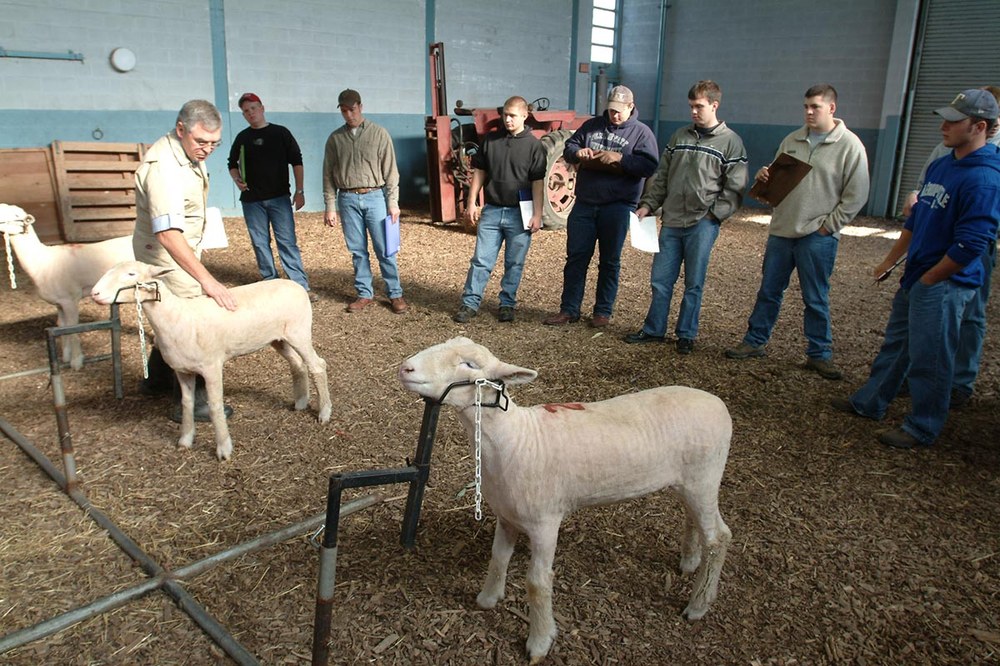 Sheep Projects