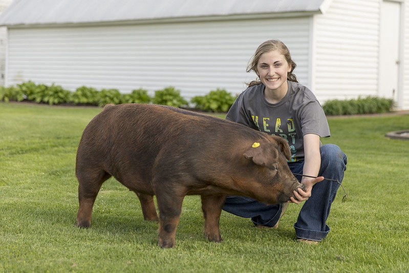 Swine Projects