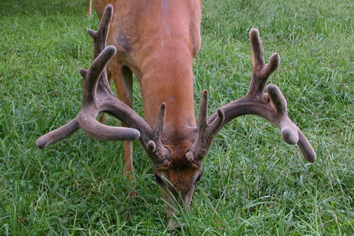 Antler Growth — Department of Animal Science