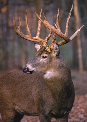 July brings peak of buck deer antler growth cycle